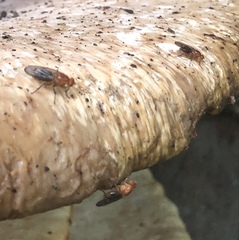 Dryomyzidae