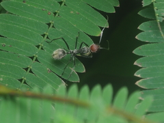 Camponotus singularis
