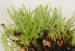 Philonotis scabrifolia