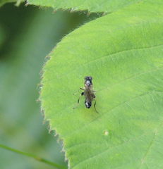 Sphegina
