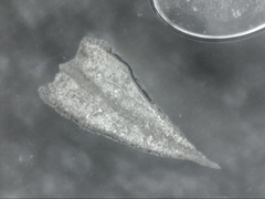 Philonotis scabrifolia