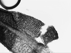 Philonotis scabrifolia
