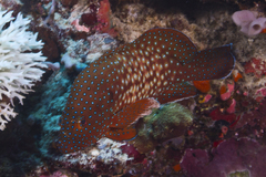 Cephalopholis cyanostigma