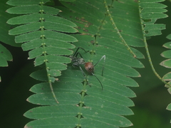 Camponotus singularis