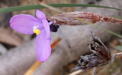 Patersonia lanata