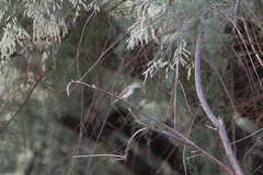 Vireo gilvus