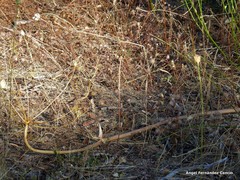 Petrorhagia prolifera