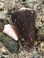 Conus virgo