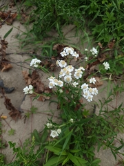 Achillea ptarmica