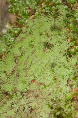 Philonotis scabrifolia