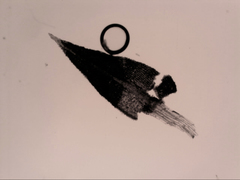 Philonotis scabrifolia