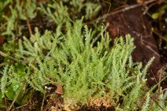 Philonotis scabrifolia