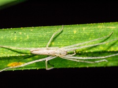 Ischalea spinipes