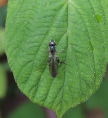 Sphegina
