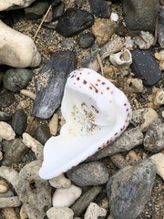 Conus eburneus