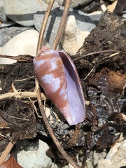 Conus tulipa image