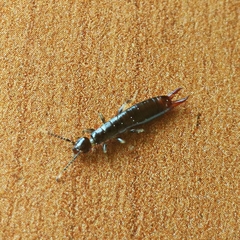 Euborellia moesta