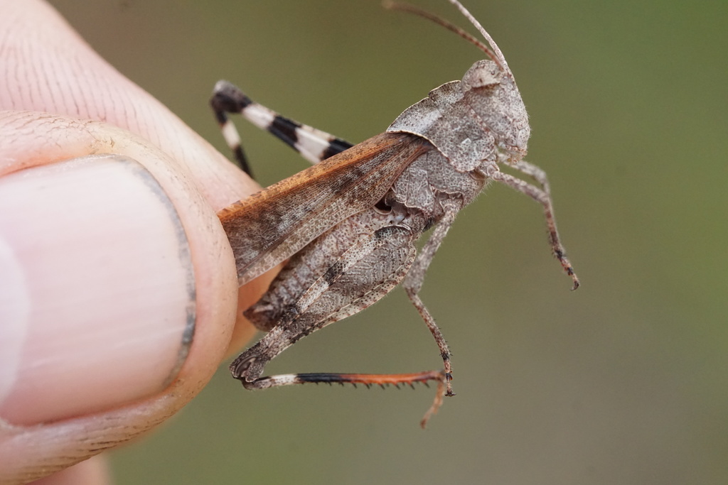 Boll's Grasshopper