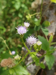 Praxelinae