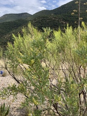 Eysenhardtia orthocarpa