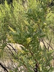 Eysenhardtia orthocarpa