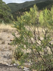 Eysenhardtia orthocarpa