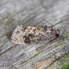 Gymnandrosoma punctidiscanum