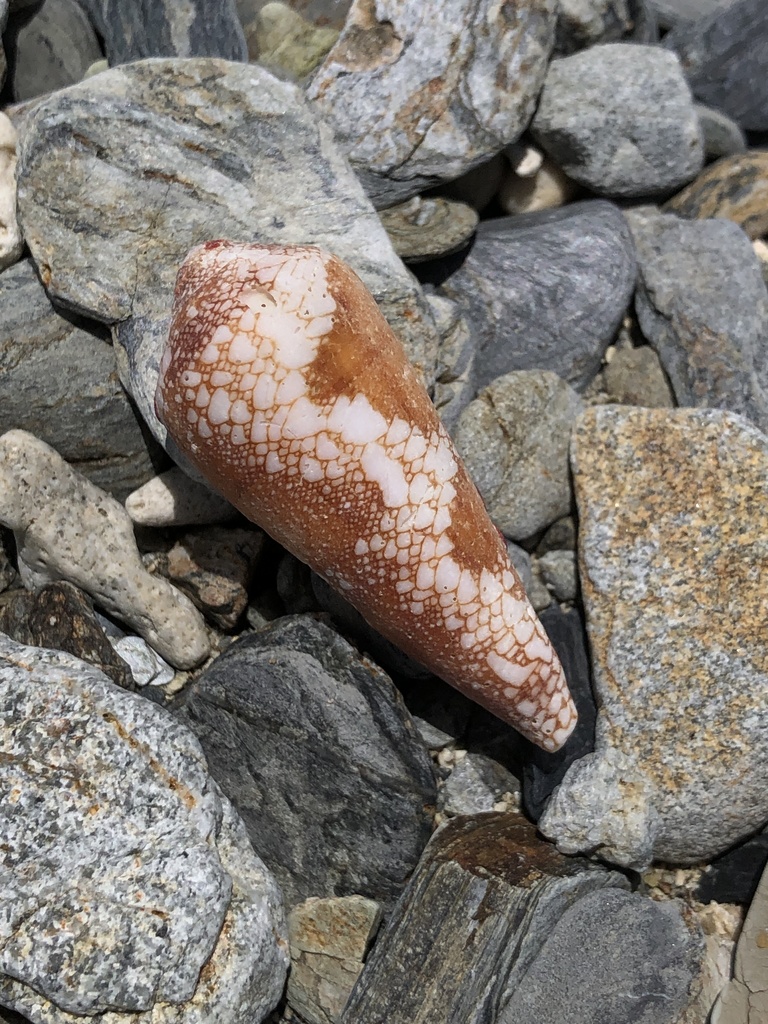 Conus magnificus