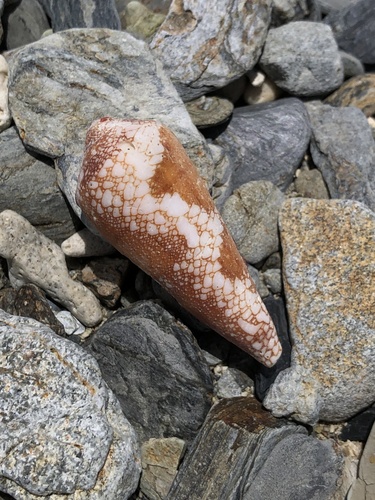 Conus magnificus observed 2020-07-06