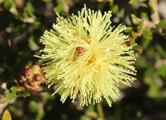 Melaleuca thymoides
