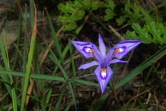 Moraea elliotii