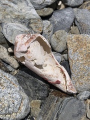 Conus magnificus