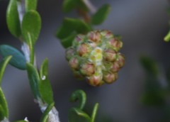 Melaleuca thymoides