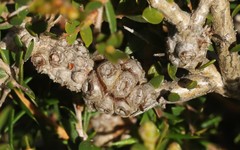 Melaleuca thymoides