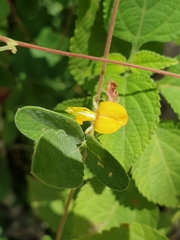 Cajanus scarabaeoides