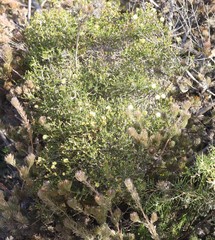 Melaleuca thymoides