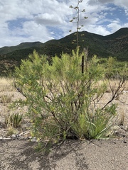 Eysenhardtia orthocarpa