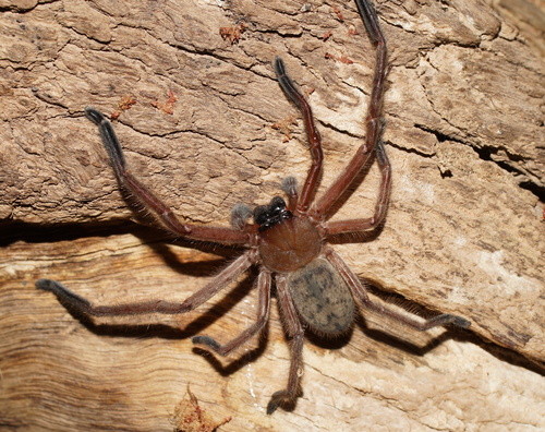 Social Huntsman Spider