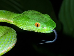 Trimeresurus sabahi