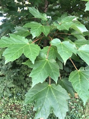 Acer rubrum