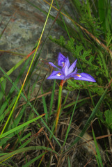 Moraea elliotii
