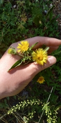 Pentanema britannica