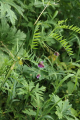 Vicia megalotropis
