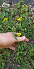 Pentanema britannica