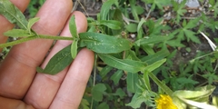 Pentanema britannica