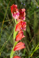 Gladiolus crassifolius