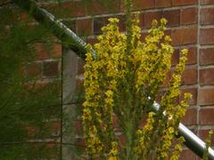 Verbascum speciosum