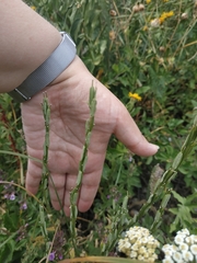 Erysimum cuspidatum