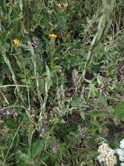 Erysimum cuspidatum
