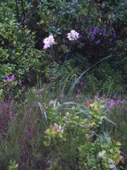 Allium ericetorum